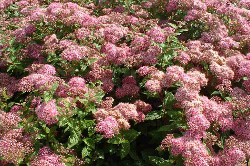 Spiraea japonica 'Manon'